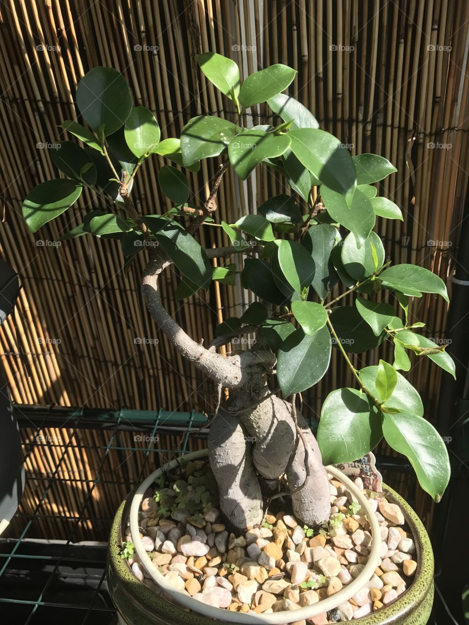 This is my first bonsai. It was purchased at a local nursery for approximately $10. This is a pot-bellies fig which has an impressive triple trunk. 