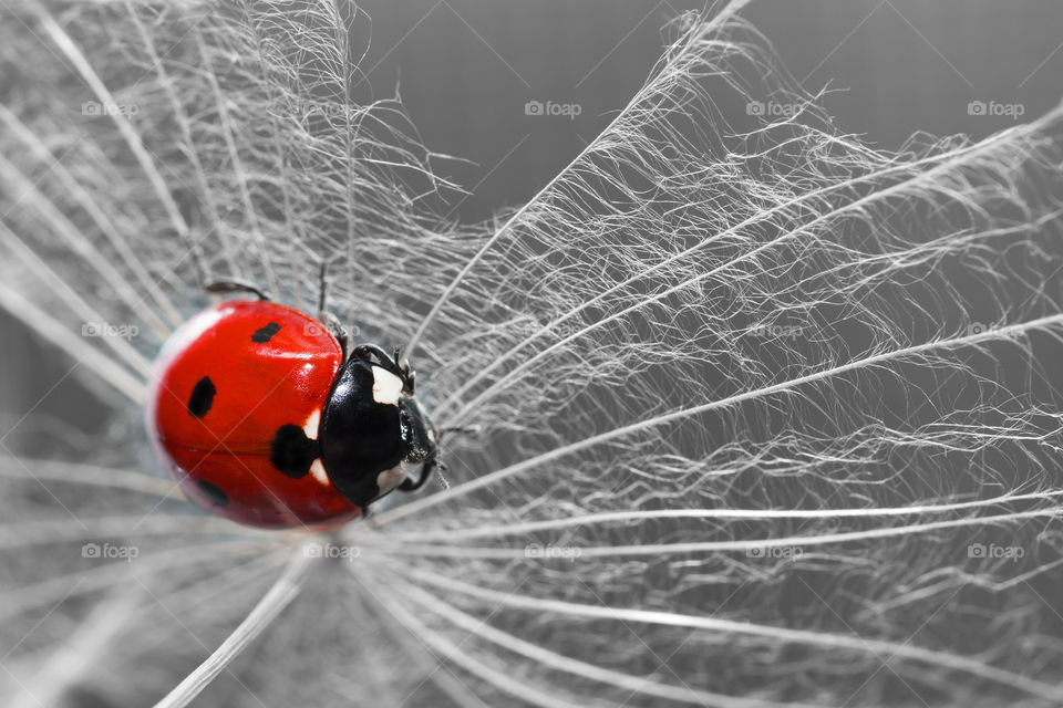 My shelter - amazing macro world of the ladybug.  ladybug on a dandelion clock.