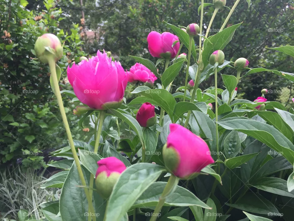 Peonies 