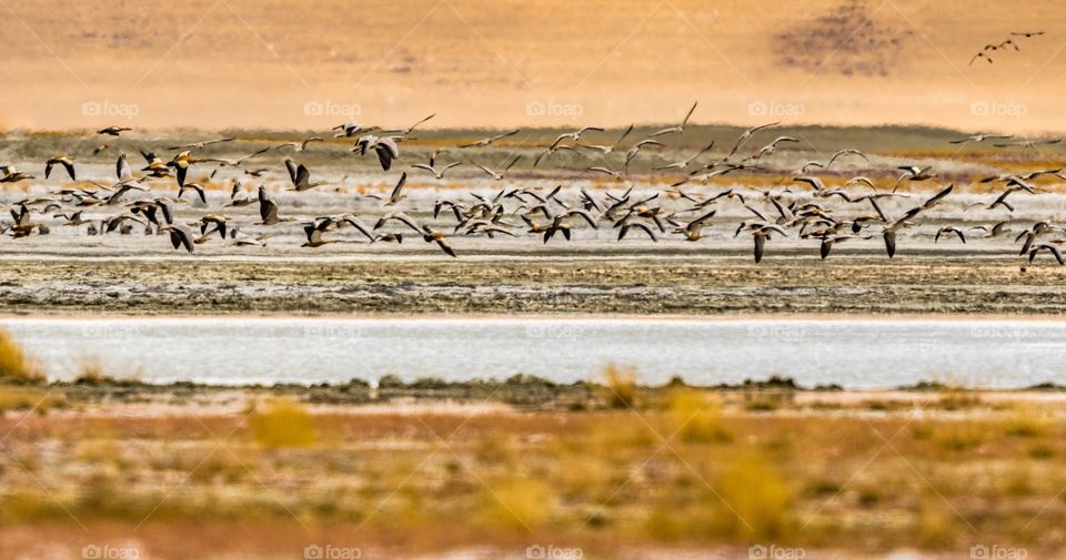 birds of Tso Kar, ladakh