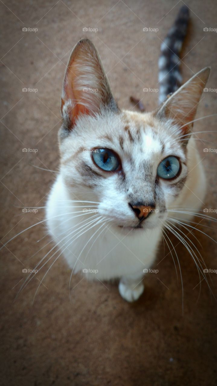 Olhar do gatinho faminto.