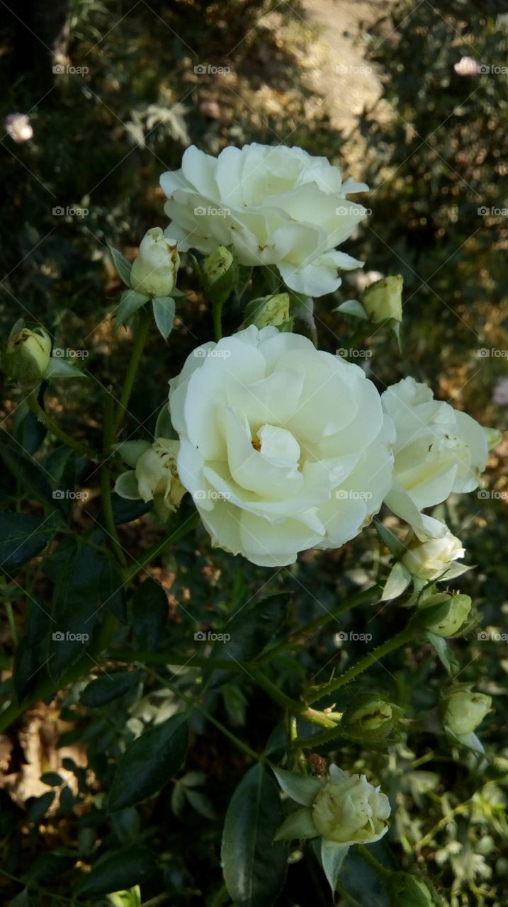 Flower, Rose, Nature, Flora, Garden