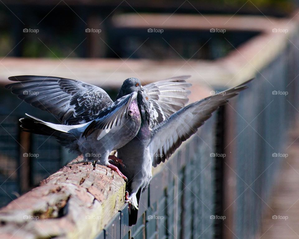 Pigeon Quarrel on a bridge handrail 
