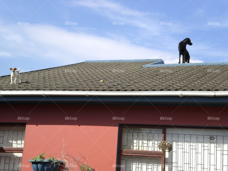 Dogs on roof