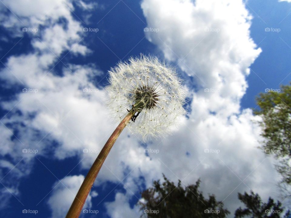 Ghost dandelion, frog’s eye view 
