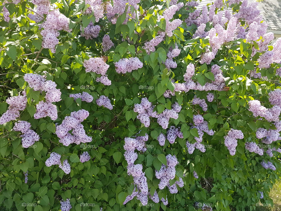Lilacs in season