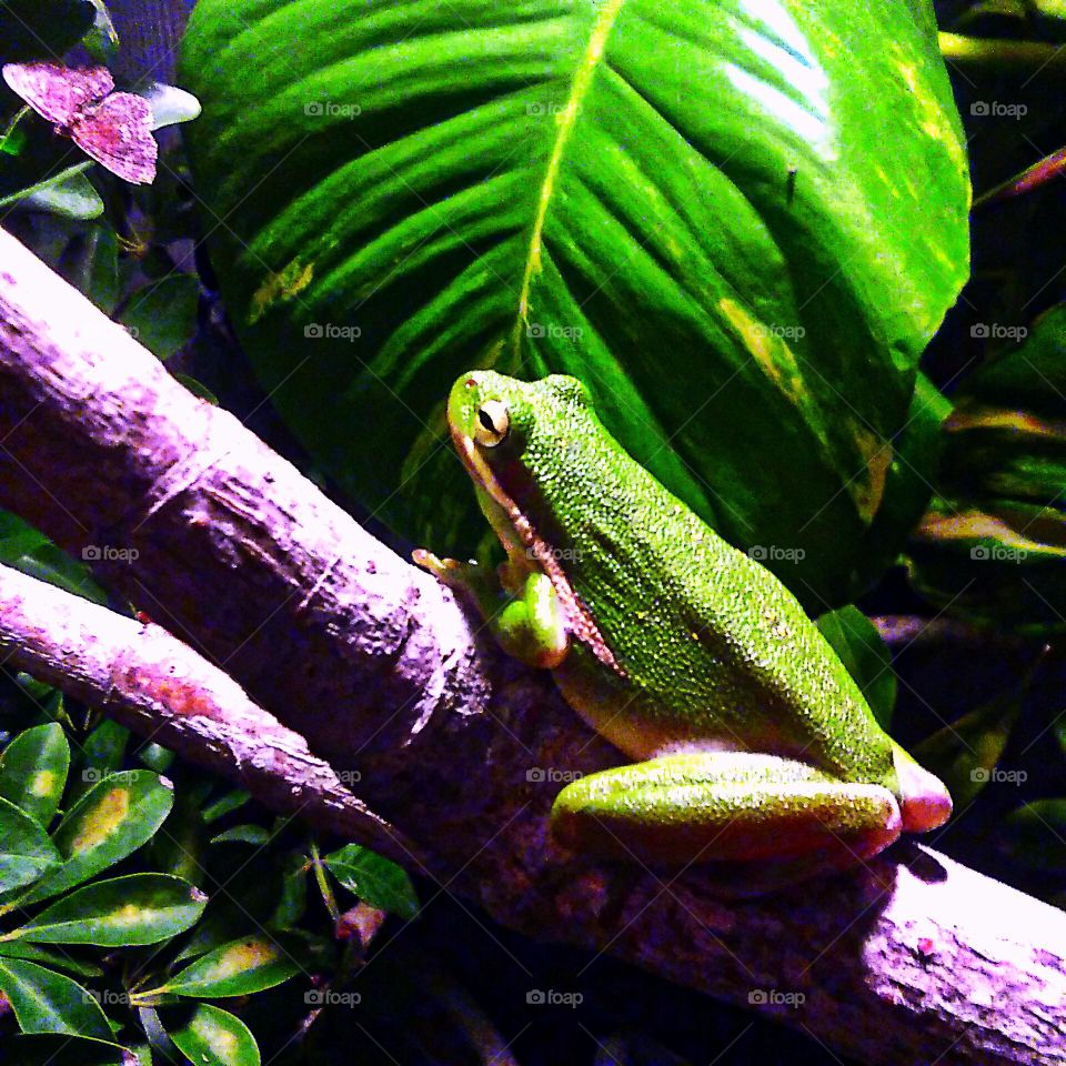 Green Tree Frog On A Branch At Night