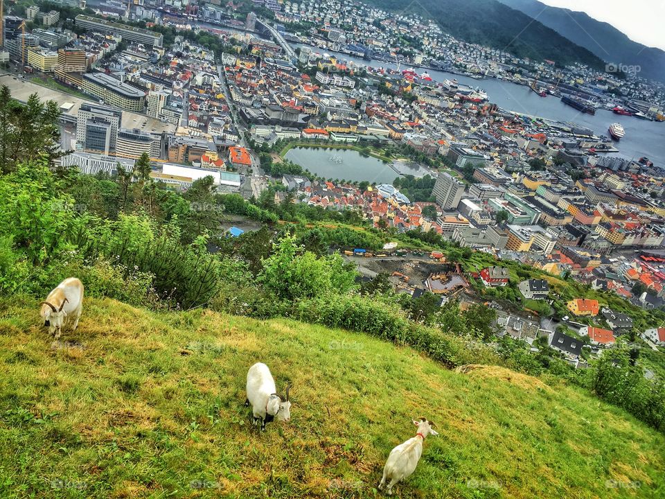 Goats overlooking the city 