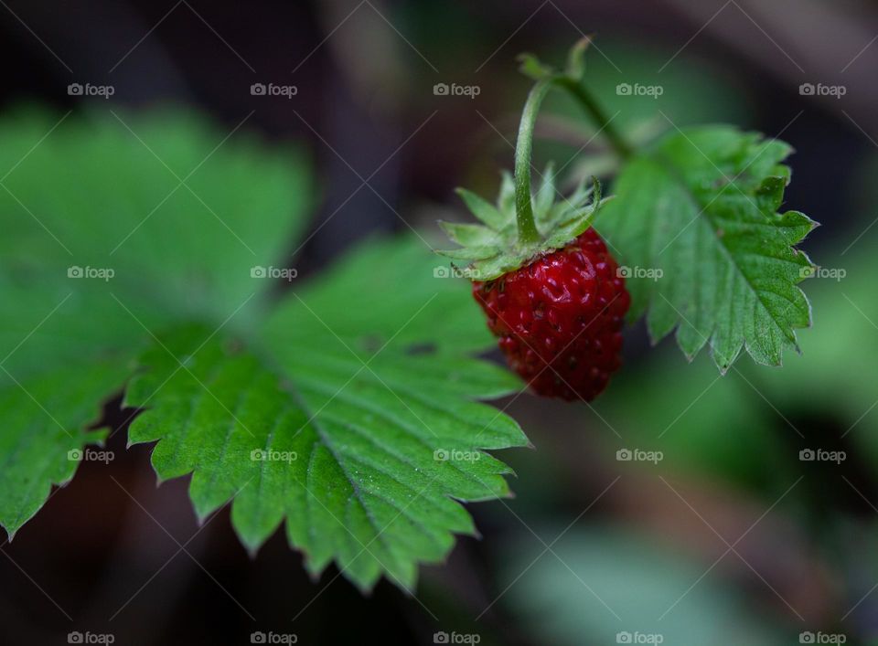 Summer is time for sweet, flavorful and beautiful fruits of wild strawberry (Fragaria vesca)