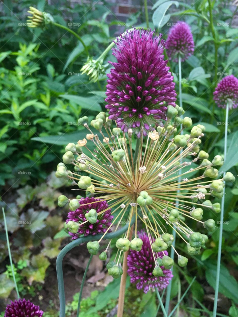 Allium in the garden