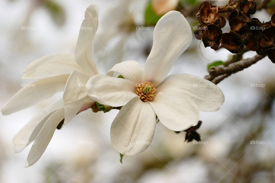 Magnolia flowers