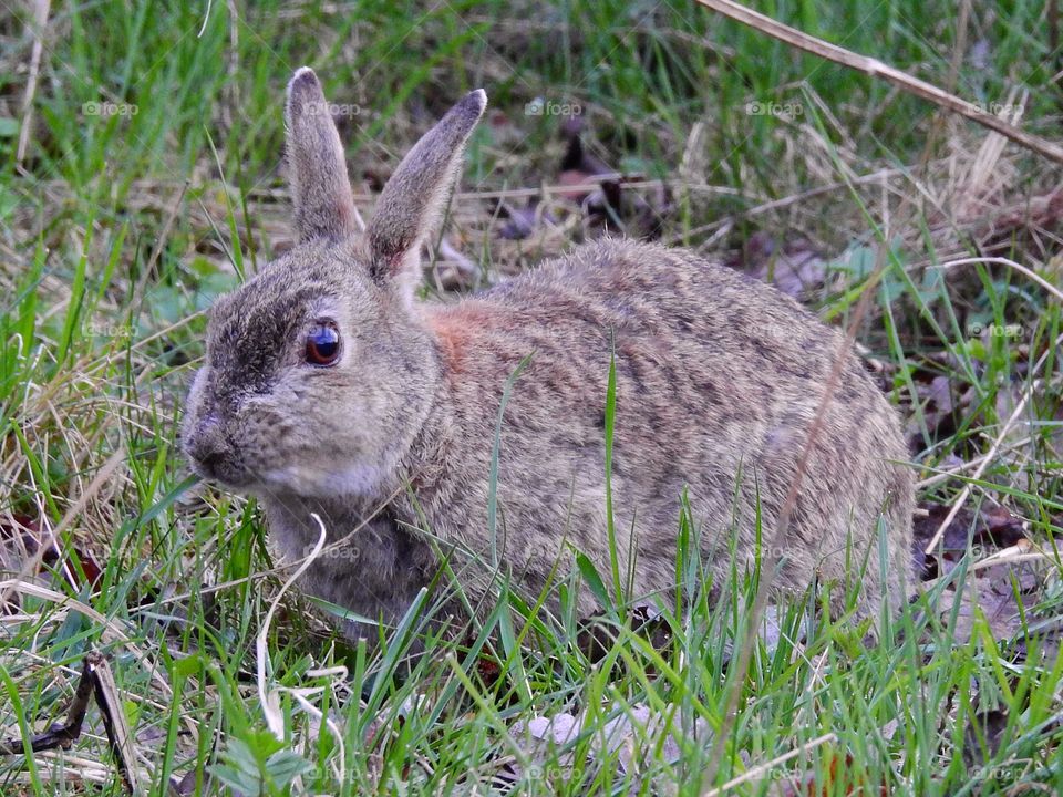 Close-up of rabbit in grass