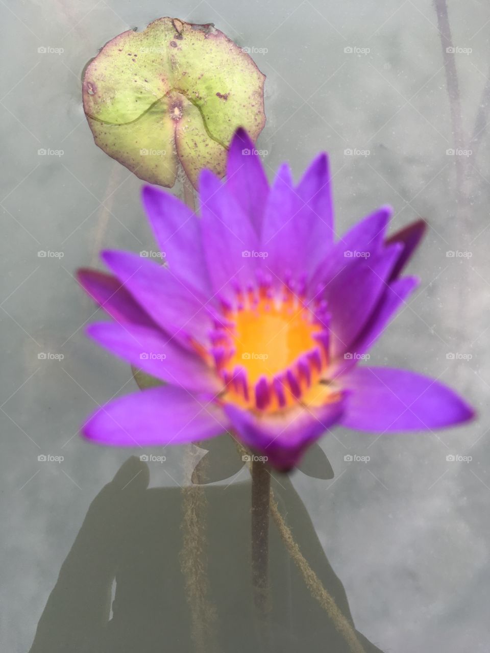 Fower white background 