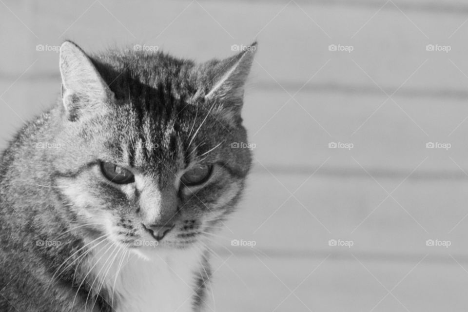 Headshot of a tabby cat in black and white 