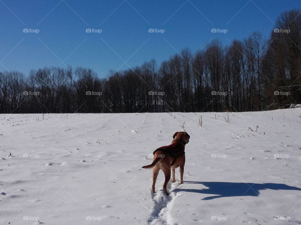 Fresh snowfall dogwalk beneath bluebird skies on sunny afternoon
