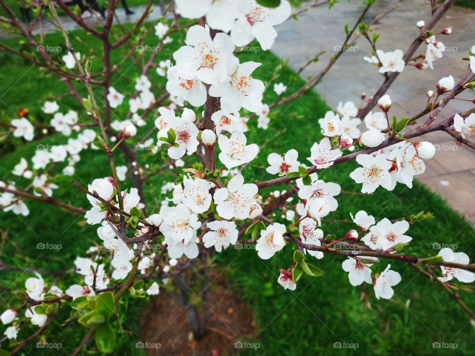 Spring's flowers