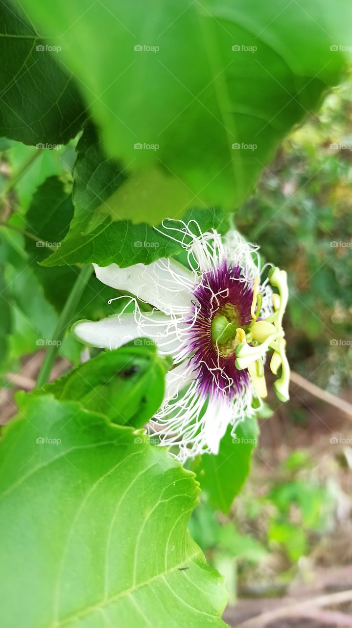 la vida que nos da la naturaleza y la paz y calma que representa las flores y frutos que no brinda una simple mata enredadera ........