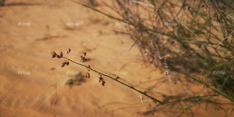 Desert plants