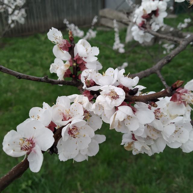 Apricots