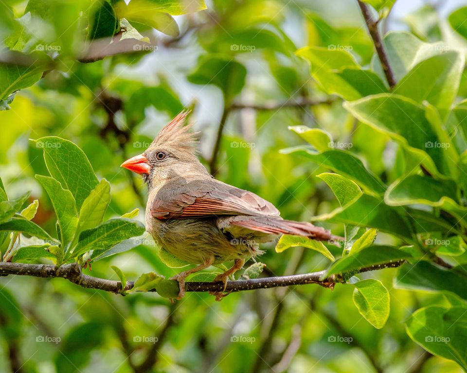 Female Cardinal in Magnolia tree