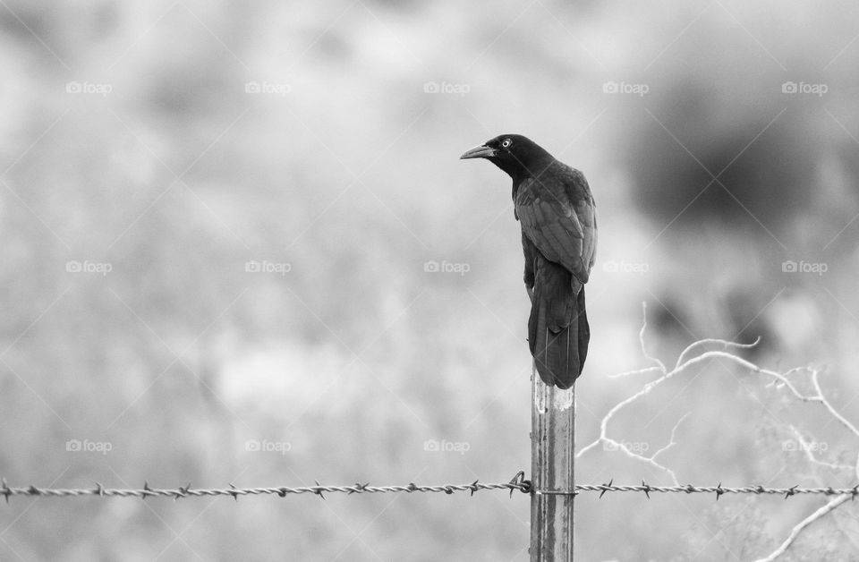 the bird and the fence in black and white photo