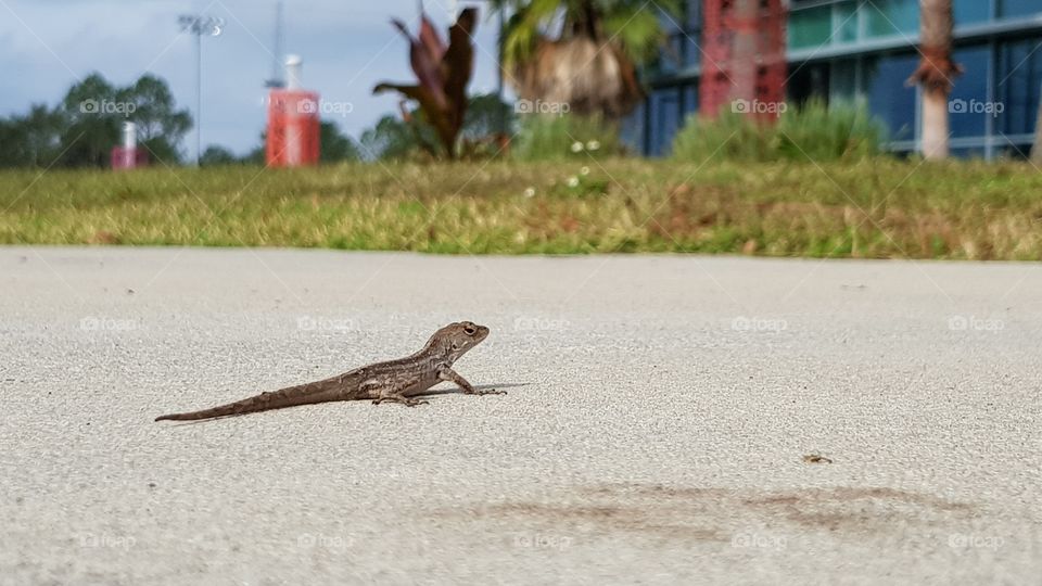 Lizard at Florida University