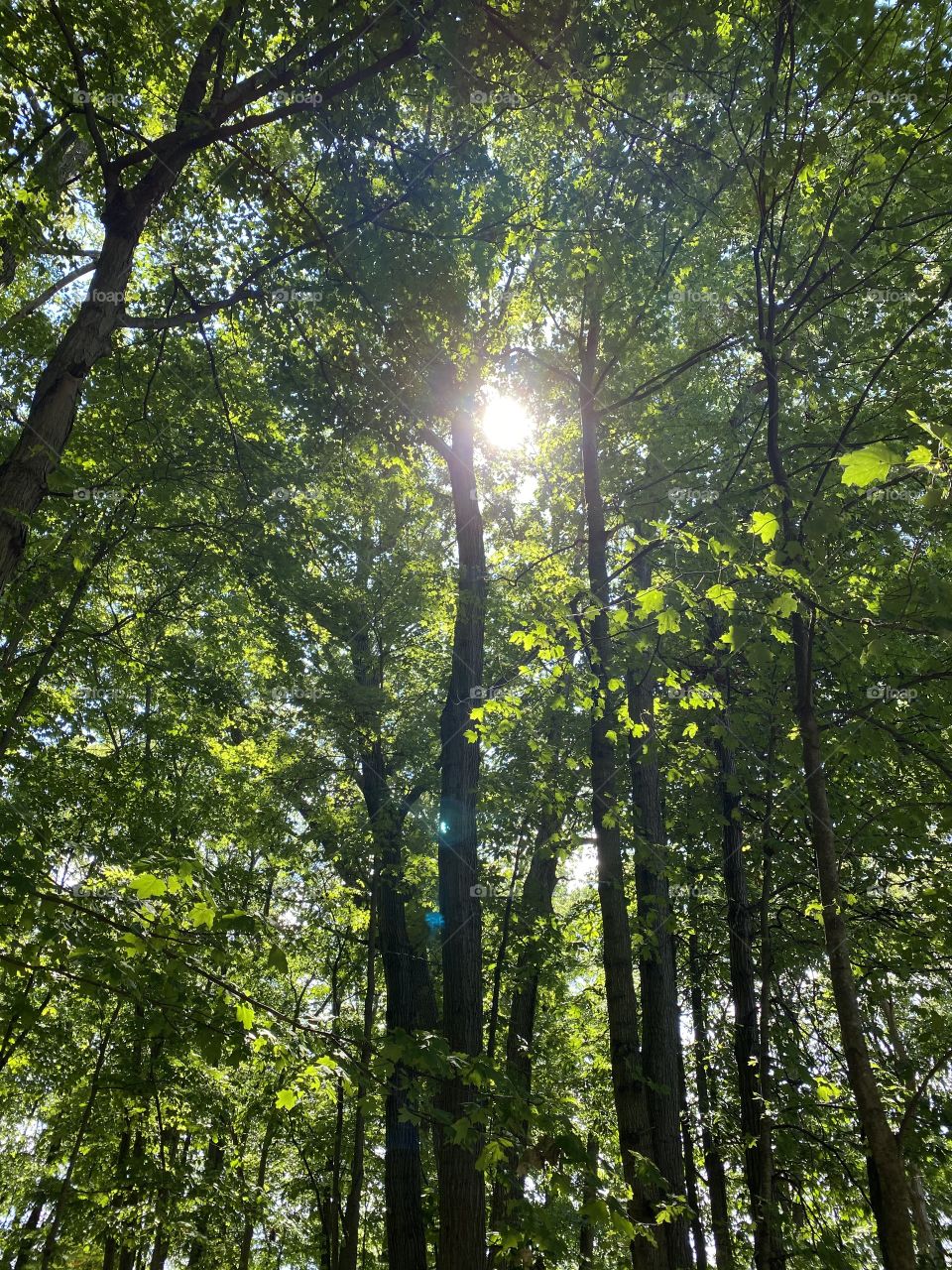 The sunlight shining through the woods on a warm summer day 