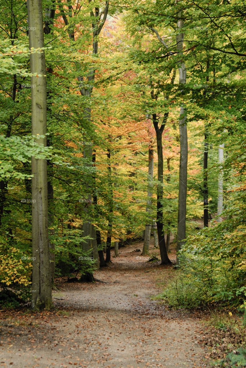 View of autumn trees in forest