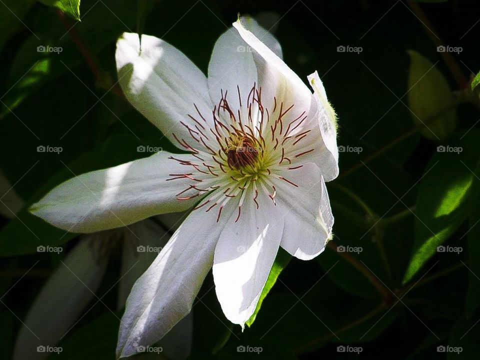 Clematis unfolding