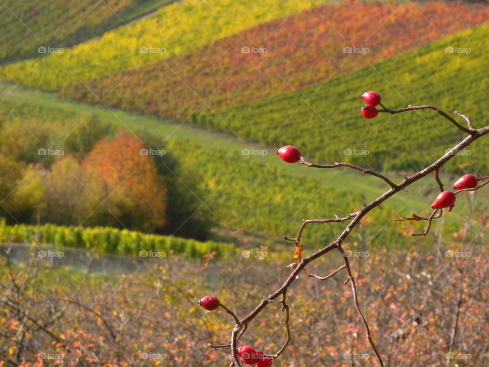 Autumn colours, Herbstfarben, Hagebutten