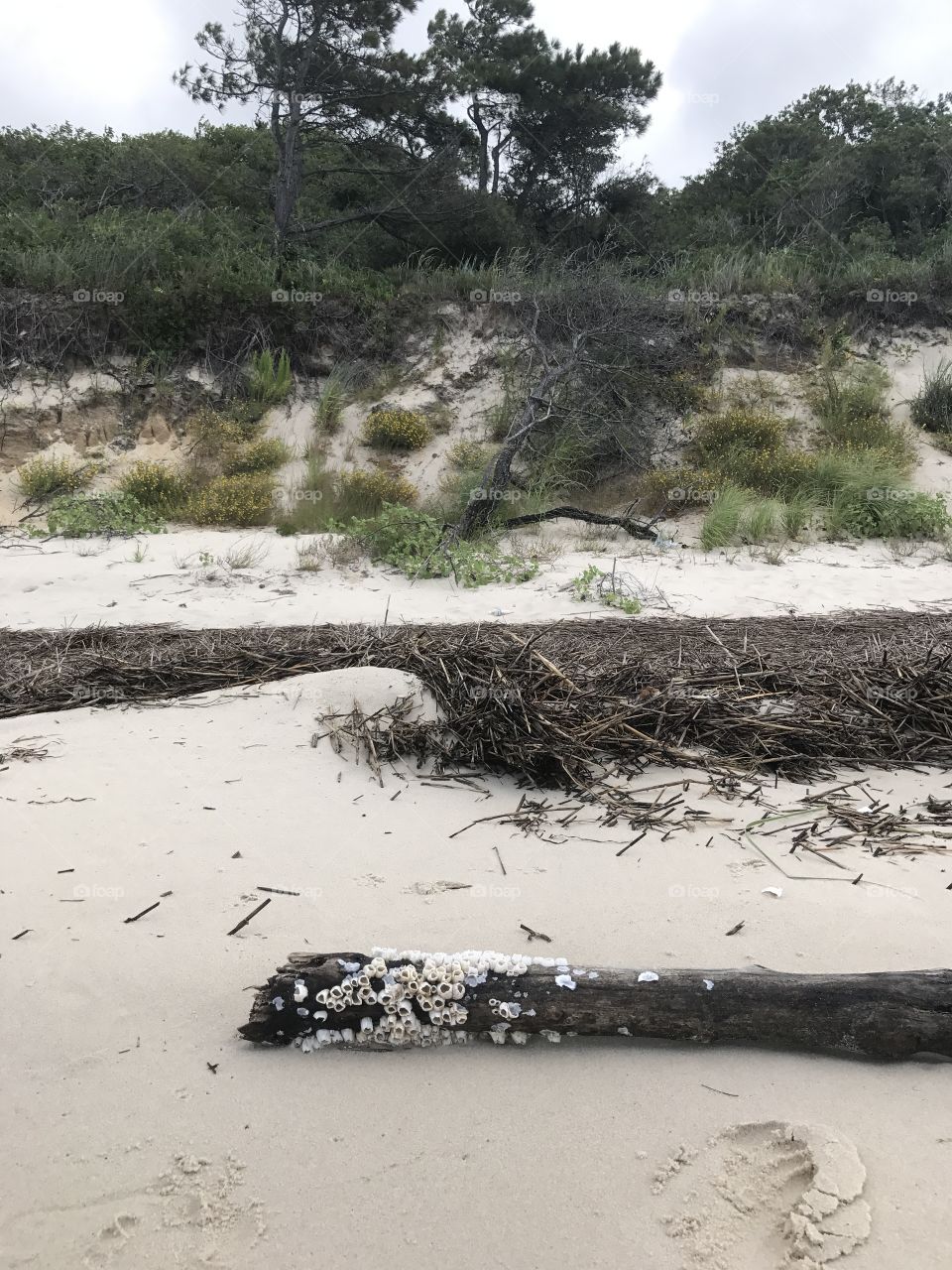 Driftwood in the wild.