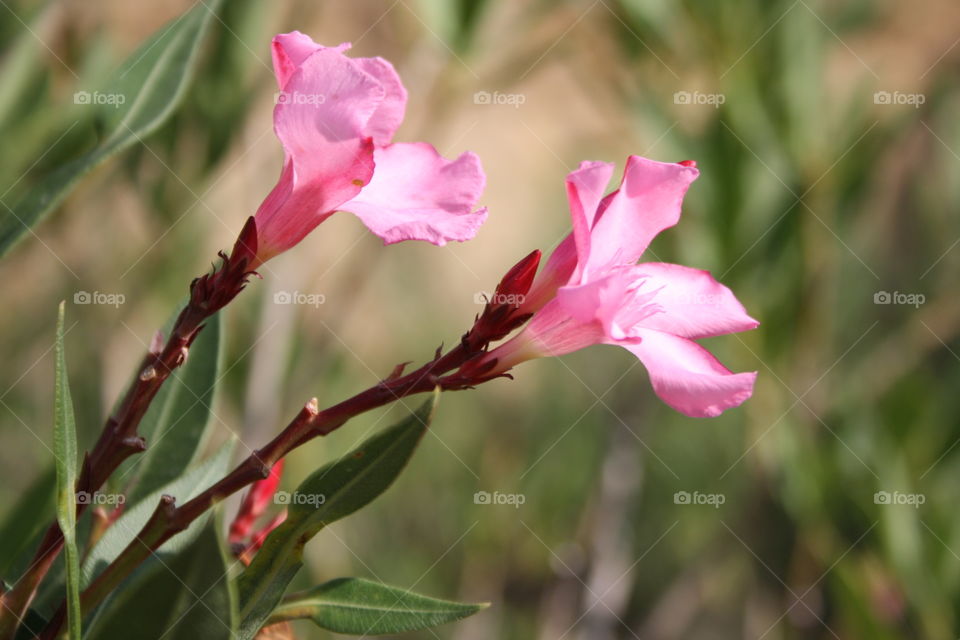 Walking through the countryside I have come across these two beautiful pink flowers. I have taken the photograph from close up so that they can be appreciated better.