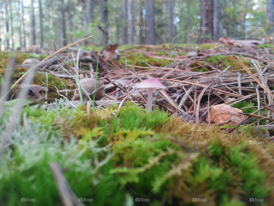 Fall Non-Edible Mushroom