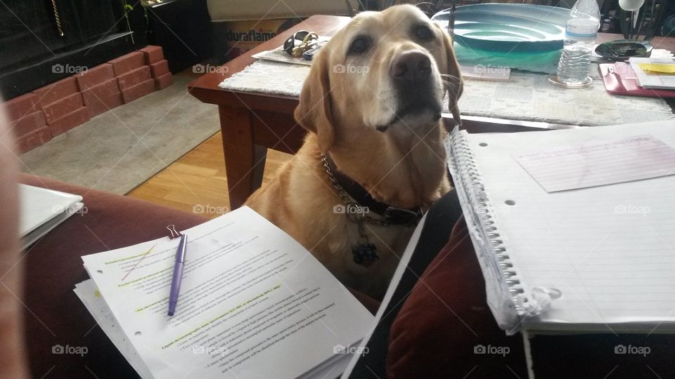 Dogs Don't Do Homework