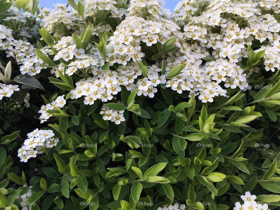 Tiny flowers in dense compact small bush