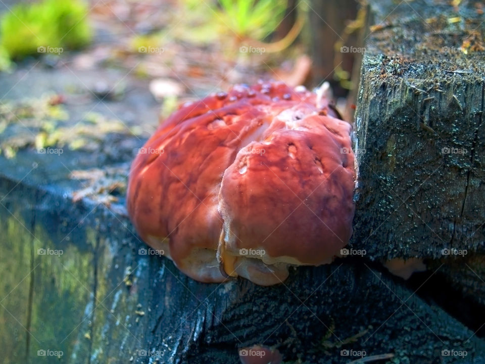 Fungi on the tree