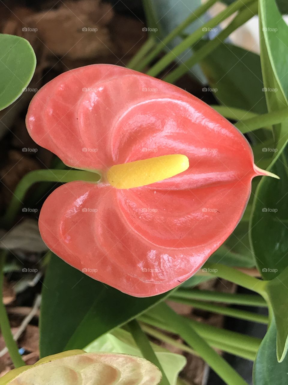 Tail flower in Thailand 