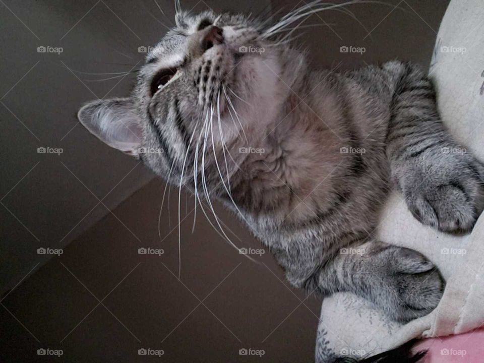 The cutest little cat ever