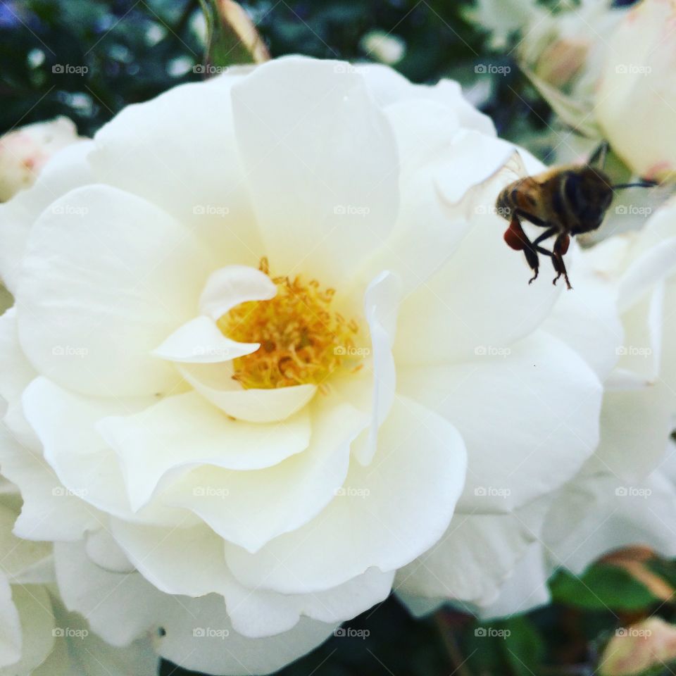 Busy bee ready to land another flower 