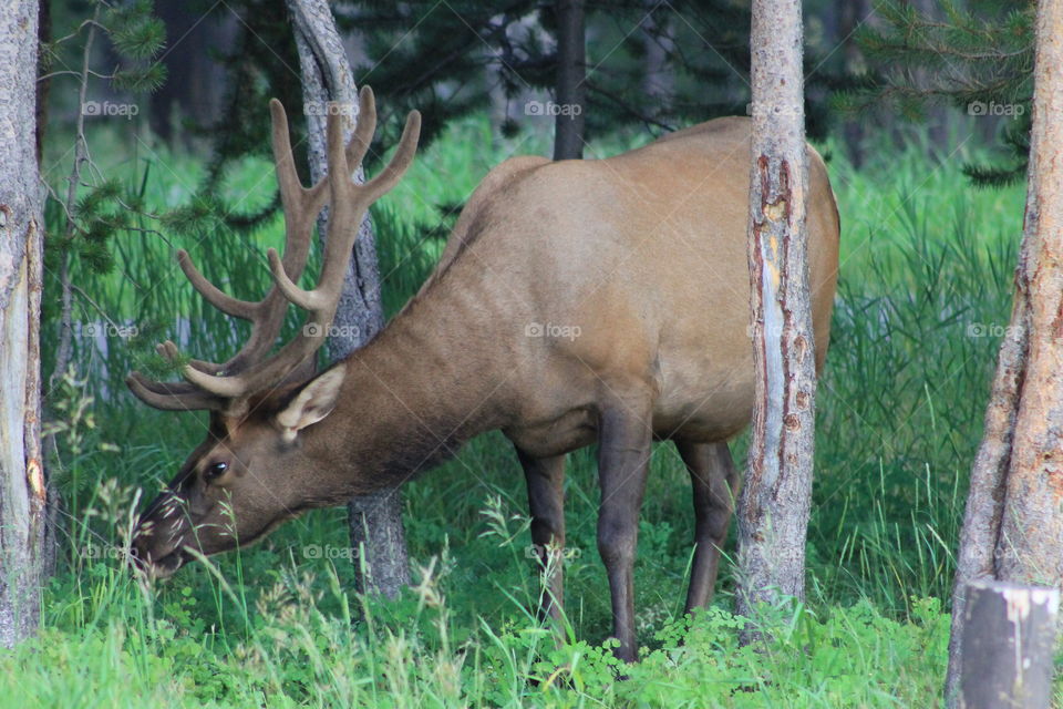 An elk eating in the forest in Yellowstone National Park.