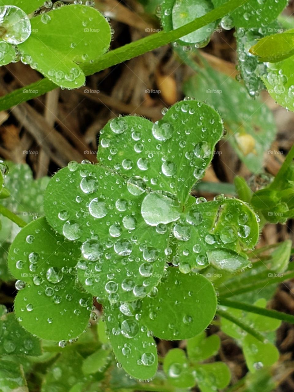 Close up moisture in the garden