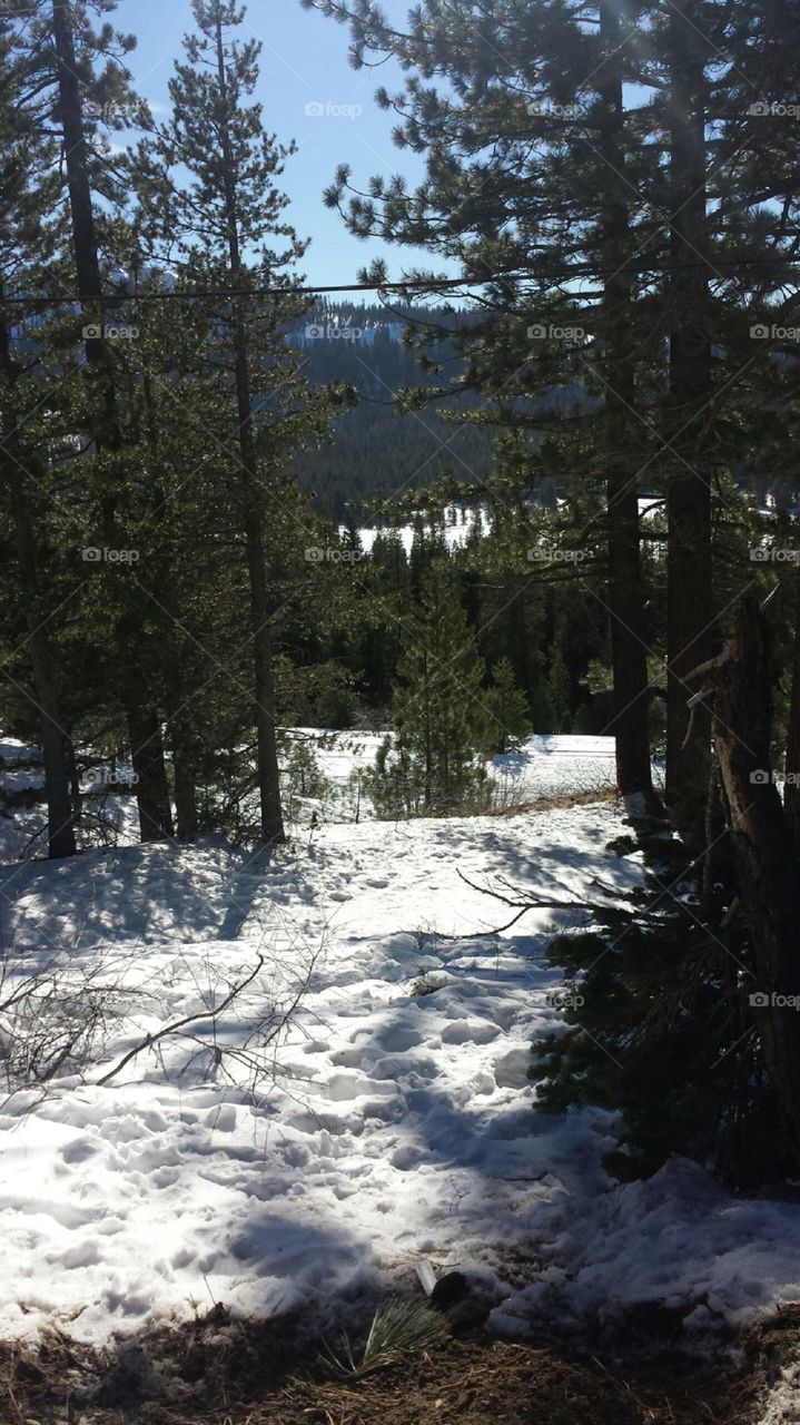 snowy ground with trees. took this on my way to Reno, Nevada