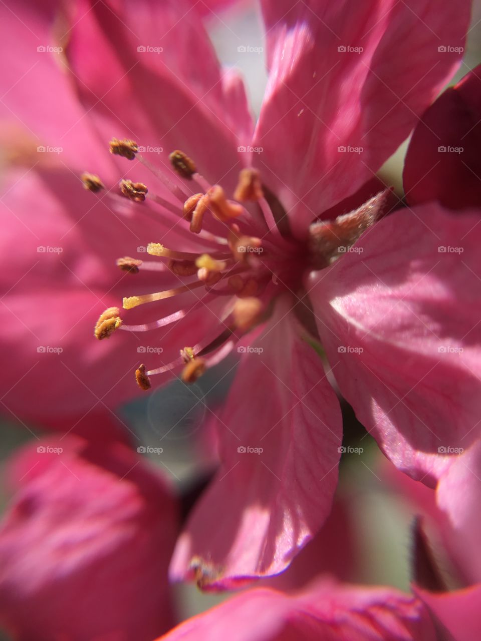 Dark pink blossom closeup