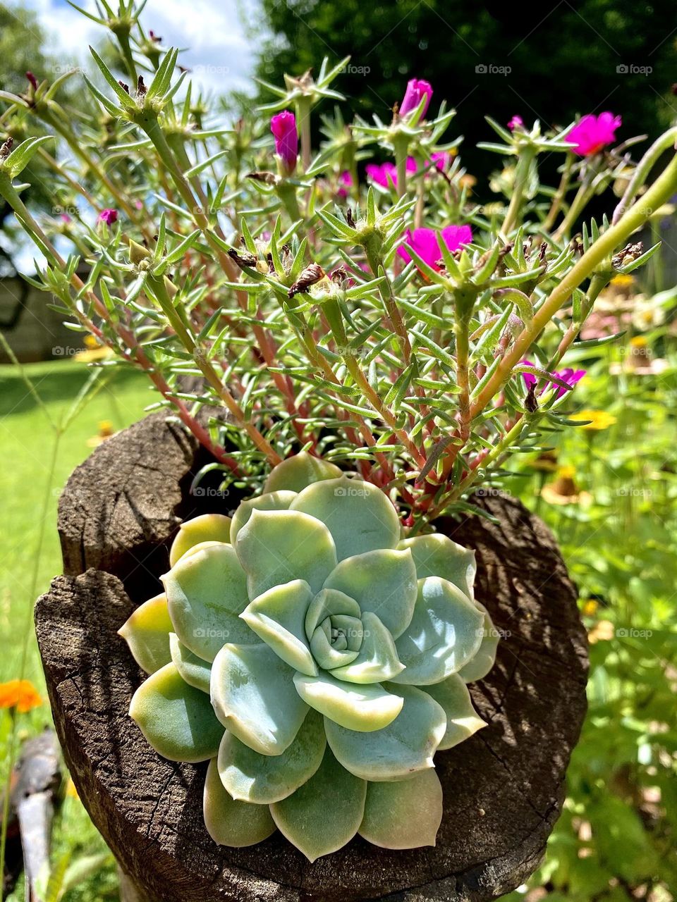Succulent growing out of a tree stump