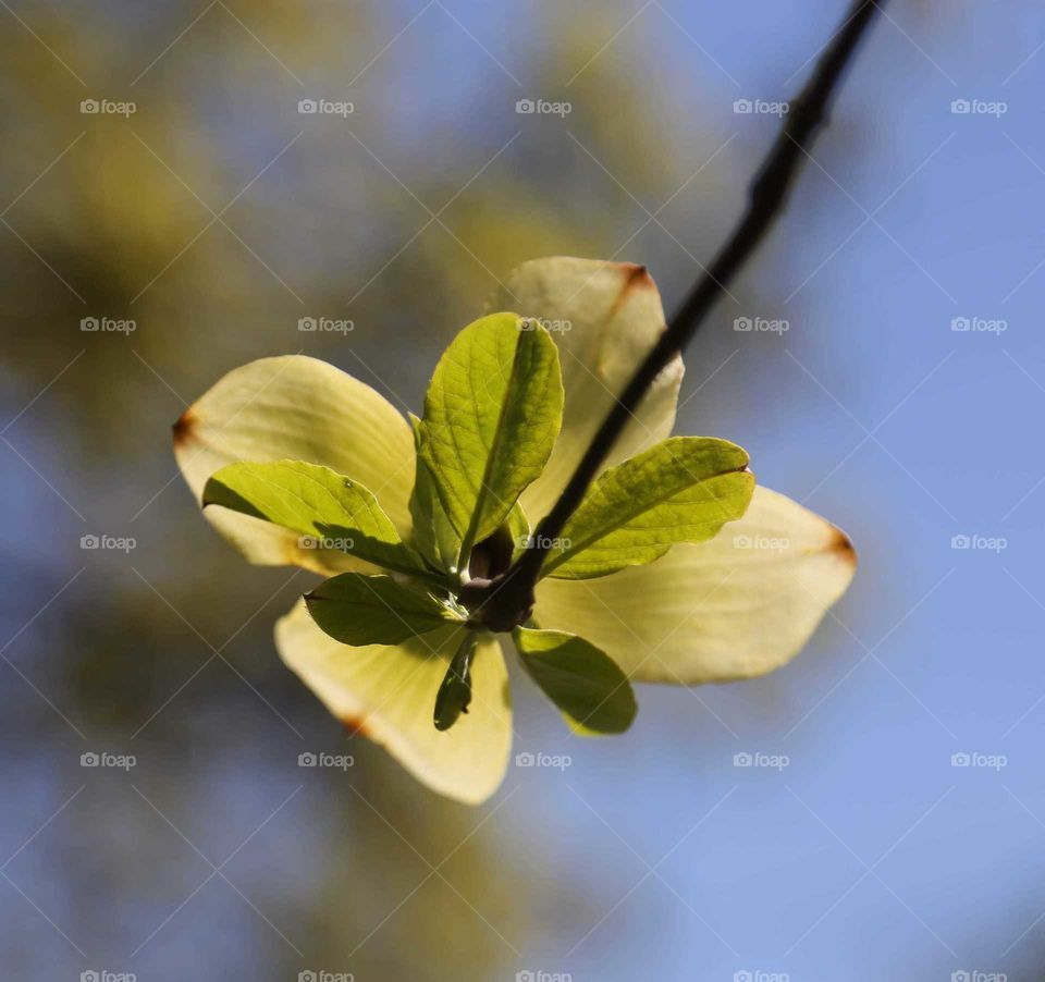 Dogwood tree