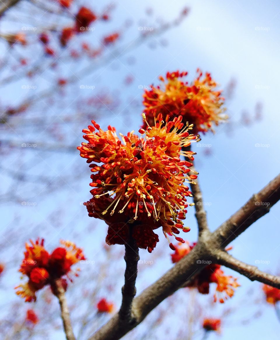 Budding branch
Spring is here! 