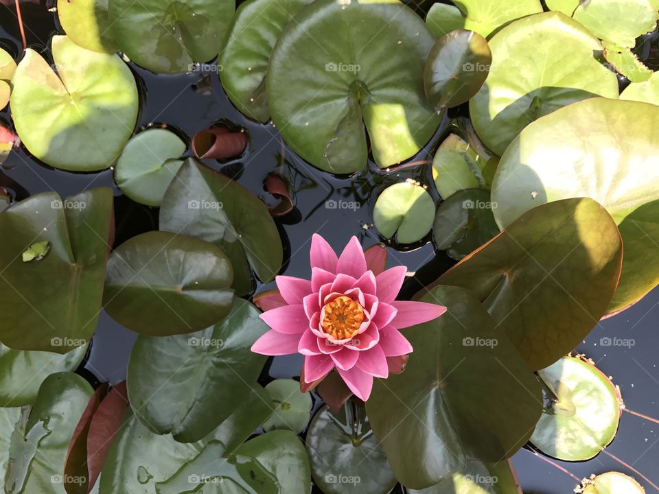 Close up of a lovely lily in the morning