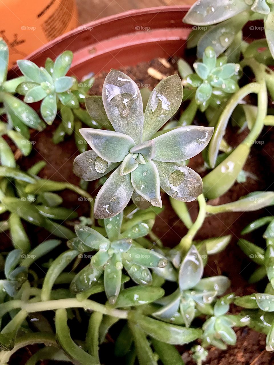 More raindrops on the plants 