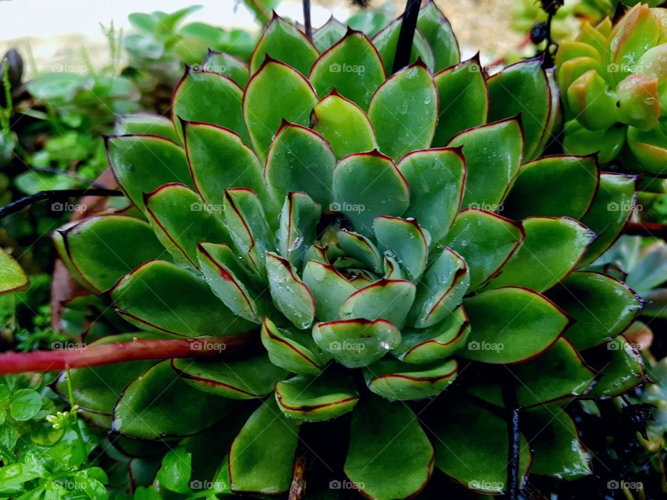 Succulents