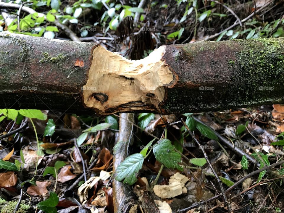 Beaver Steibachweiher 